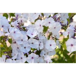 bylina Płomyk wiechowaty Blue Ice B425